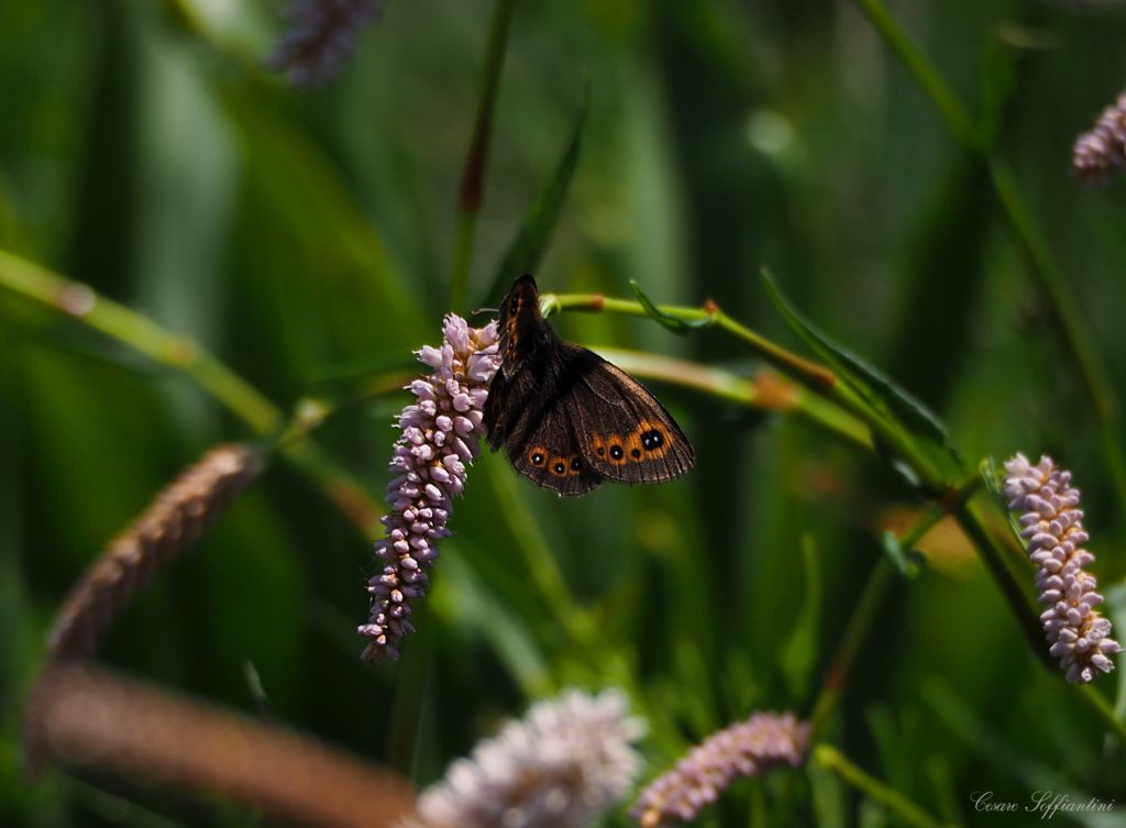 Erebia medusa e Lasiommata maera, Nymphalidae Satyrinae